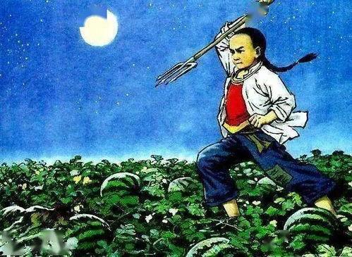 瓜地里吃瓜的猹,探寻夏日瓜香中的神秘故事