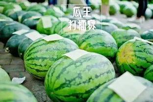 平川中恒吃瓜比赛,一场舌尖上的狂欢盛宴