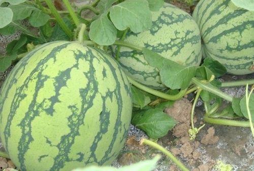 svt吃瓜占卜,趣味占卜背后的神秘力量