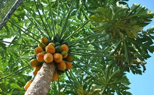 金色瓜怎么吃,解锁瓜果新吃法