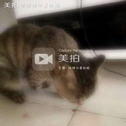 吃瓜的喵喵,揭秘娱乐圈那些事儿