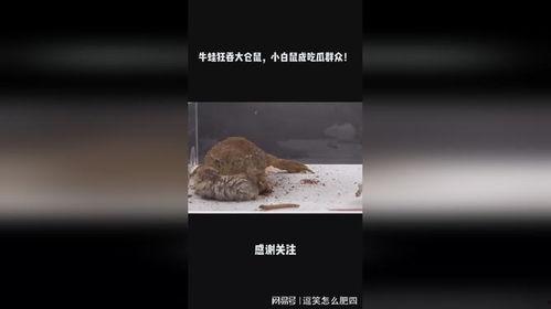 吃瓜的白鼠
